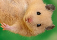 倉鼠屁股出血了怎么辦（原因）